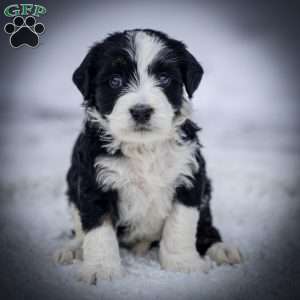 Glacier, Mini Bernedoodle Puppy