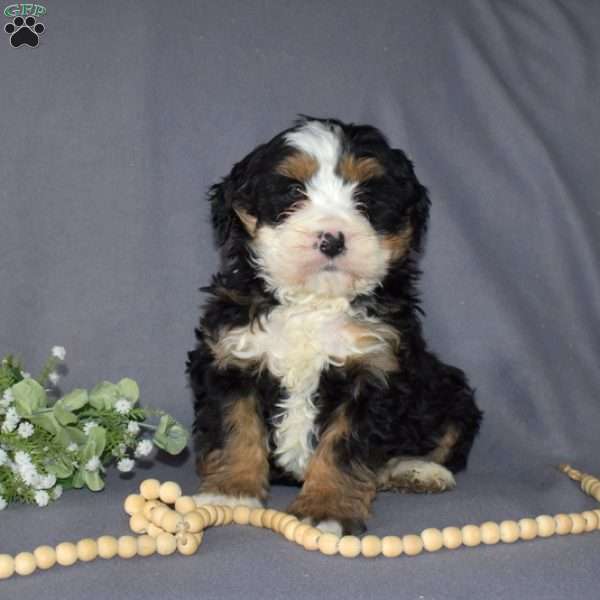 Glacier, Mini Bernedoodle Puppy