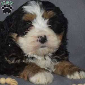 Glacier, Mini Bernedoodle Puppy