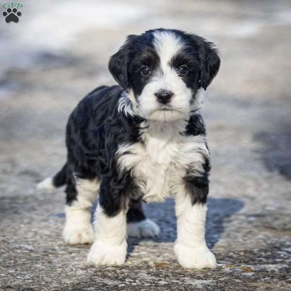 Glacier, Mini Bernedoodle Puppy