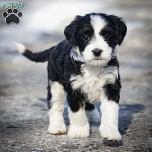 Glacier, Mini Bernedoodle Puppy