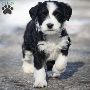 Glacier, Mini Bernedoodle Puppy