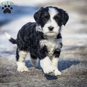 Glacier, Mini Bernedoodle Puppy