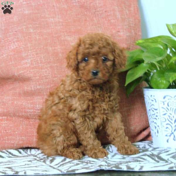 Gloria, Toy Poodle Puppy