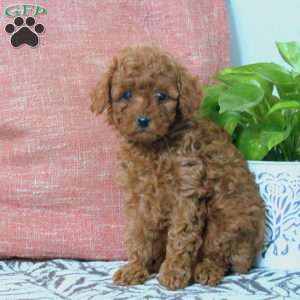 Gloria, Toy Poodle Puppy