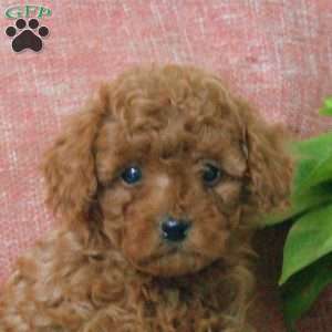 Gloria, Toy Poodle Puppy