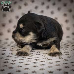 Glory, Miniature Schnauzer Puppy