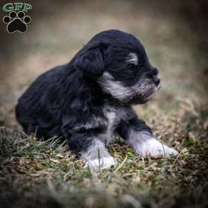 Glory, Miniature Schnauzer Puppy