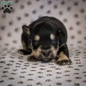 Glory, Miniature Schnauzer Puppy