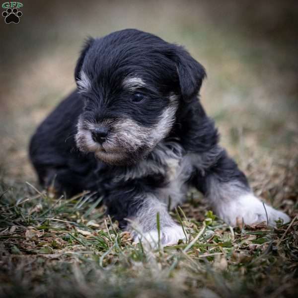 Glory, Miniature Schnauzer Puppy