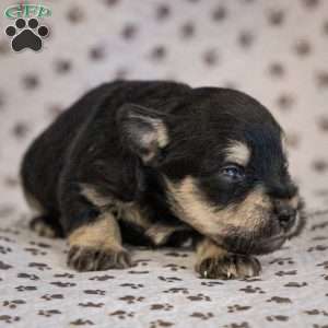 Glory, Miniature Schnauzer Puppy