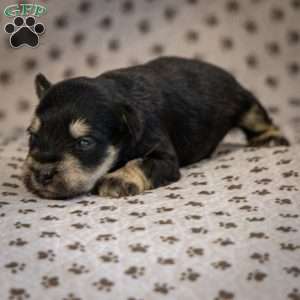 Glory, Miniature Schnauzer Puppy