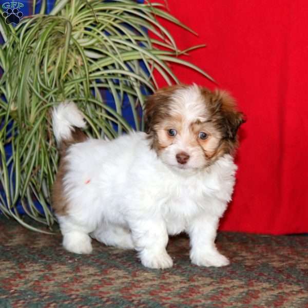 Goldie, Havanese Puppy