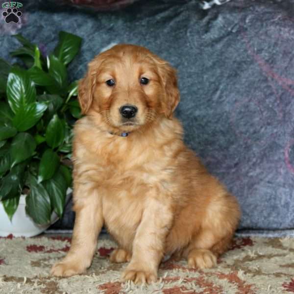 Goldie, Golden Retriever Puppy