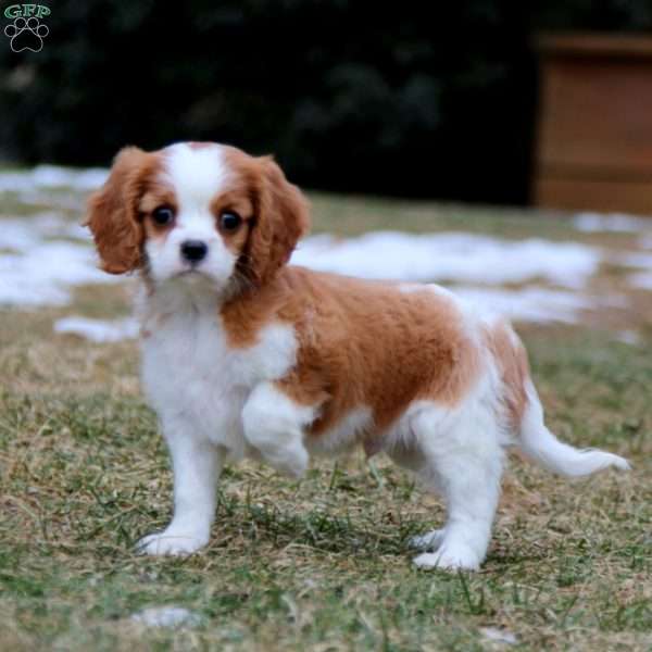 Goldie, Cavalier King Charles Spaniel Puppy