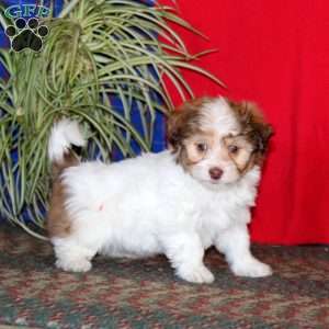 Goldie, Havanese Puppy