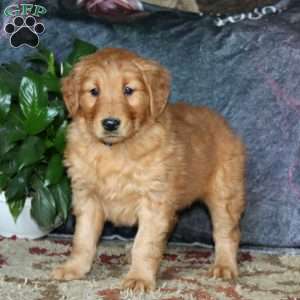 Goldie, Golden Retriever Puppy