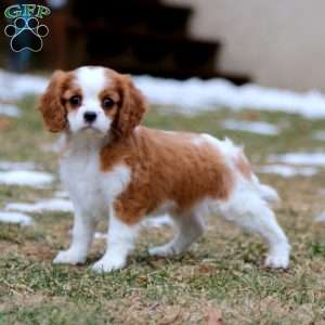 Goldie, Cavalier King Charles Spaniel Puppy