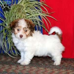 Goldie, Havanese Puppy