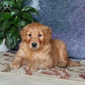 Goldie, Golden Retriever Puppy