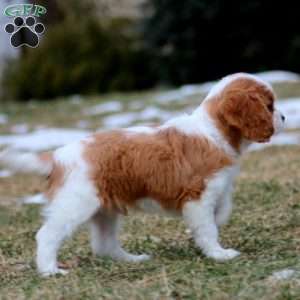 Goldie, Cavalier King Charles Spaniel Puppy