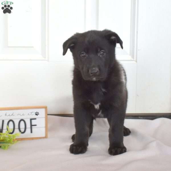 Goliath, German Shepherd Puppy