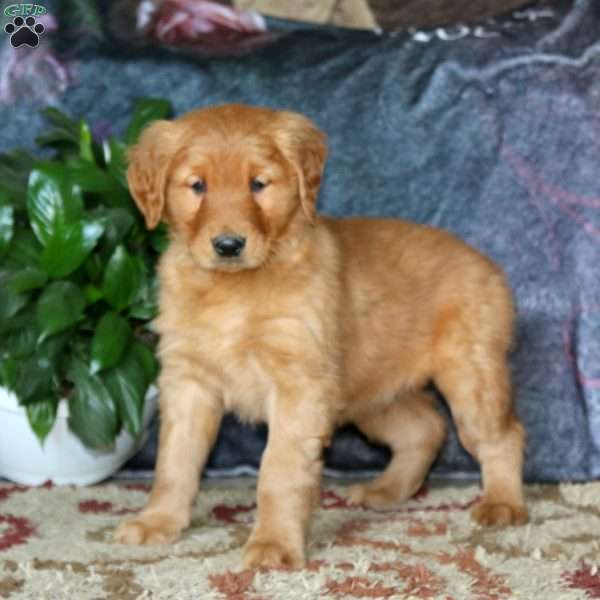 Goofy, Golden Retriever Puppy