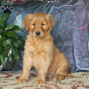 Goofy, Golden Retriever Puppy