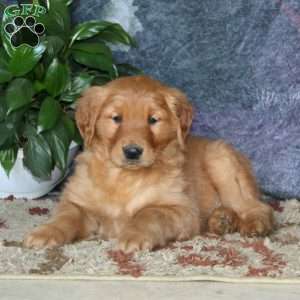 Goofy, Golden Retriever Puppy