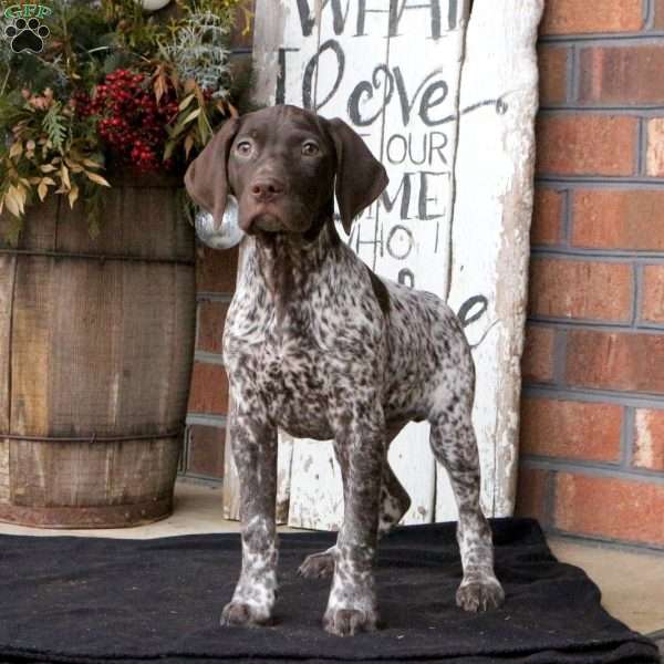 Gordon, German Shorthaired Pointer Puppy