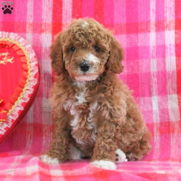 Grace, Mini Goldendoodle Puppy