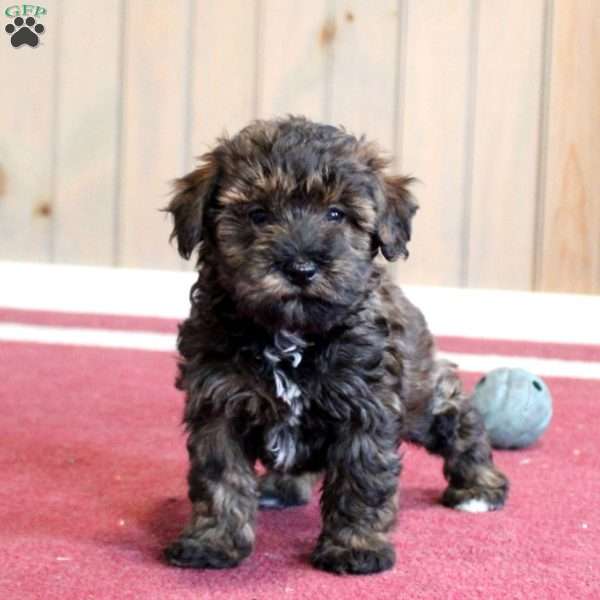 Grace, Mini Schnoodle Puppy