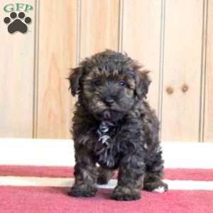 Grace, Mini Schnoodle Puppy