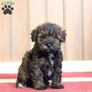 Grace, Mini Schnoodle Puppy