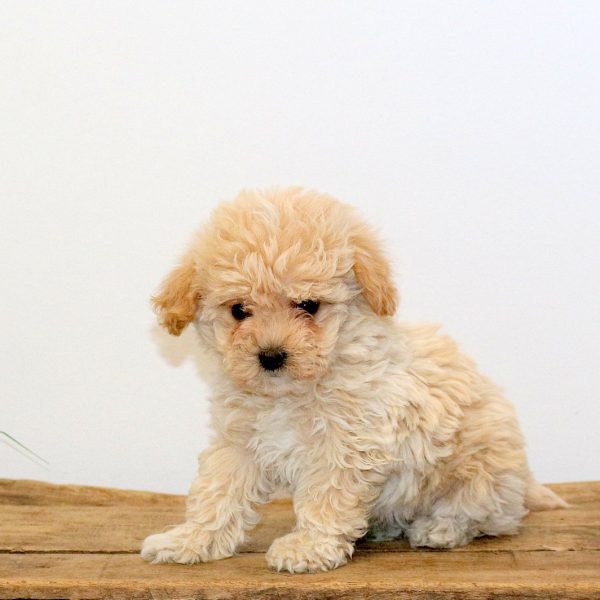 Gracie, Maltipoo Puppy