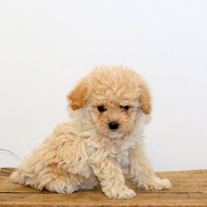 Gracie, Maltipoo Puppy