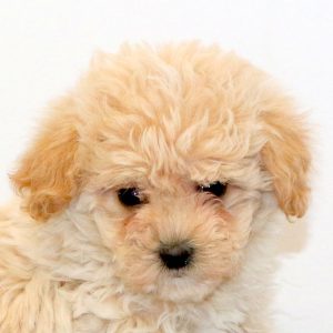 Gracie, Maltipoo Puppy