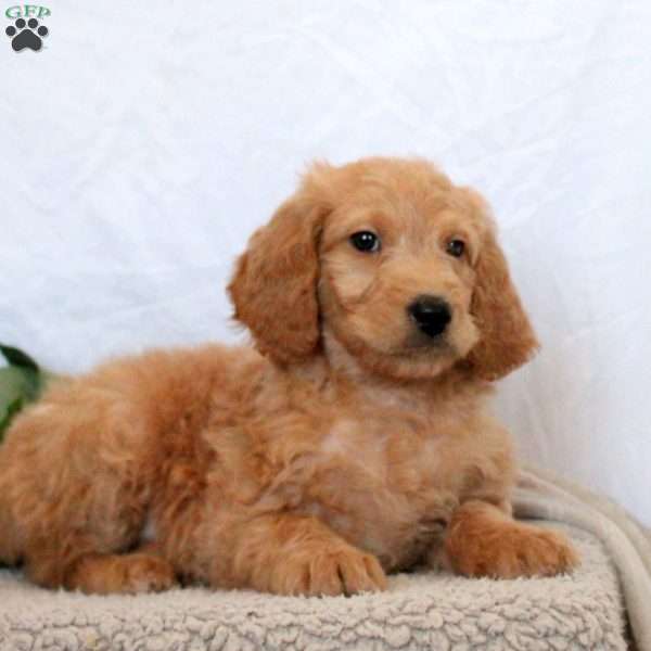 Gracie, Mini Goldendoodle Puppy