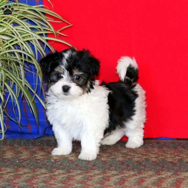 Gracie, Havanese Puppy