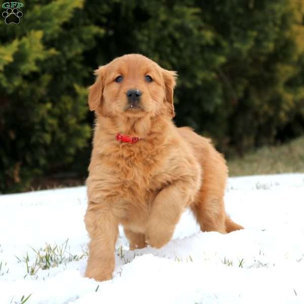 Gracie, Golden Retriever Puppy