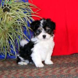 Gracie, Havanese Puppy