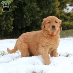 Gracie, Golden Retriever Puppy