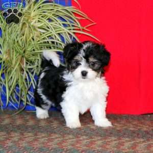 Gracie, Havanese Puppy