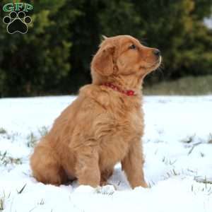 Gracie, Golden Retriever Puppy