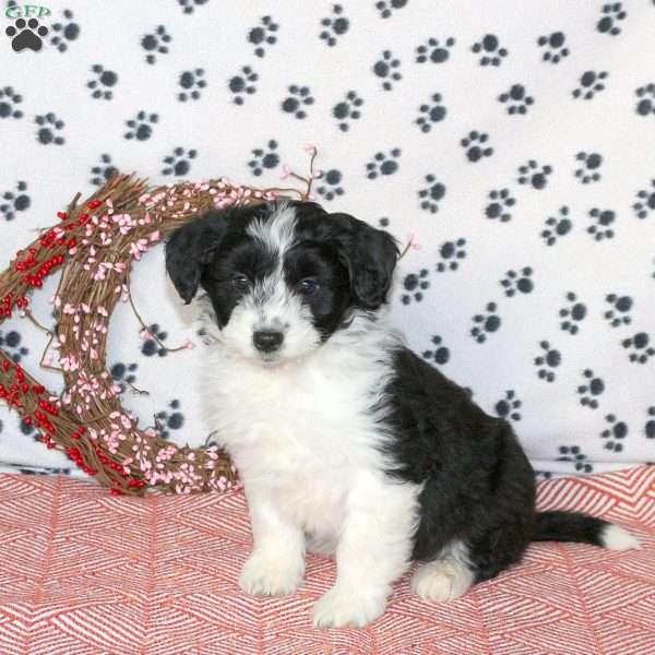 Grady, Mini Aussiedoodle Puppy