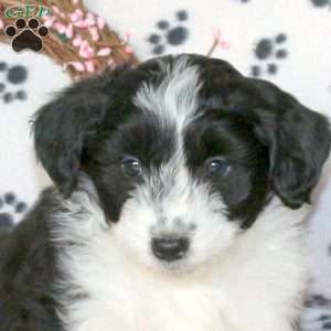 Grady, Mini Aussiedoodle Puppy