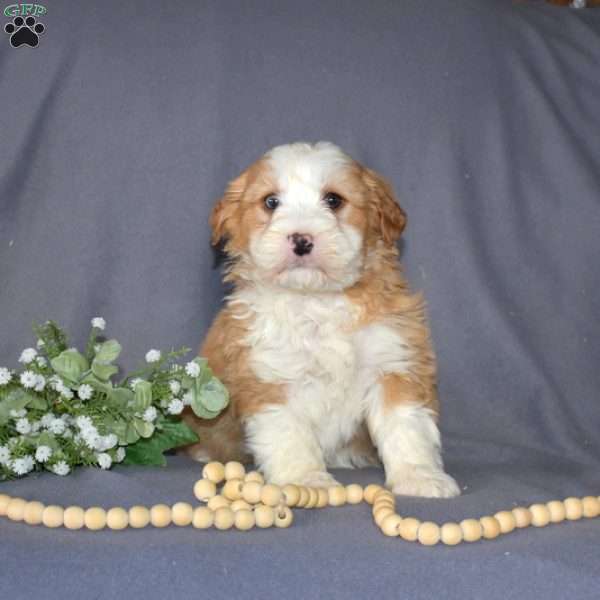 Graham, Mini Bernedoodle Puppy