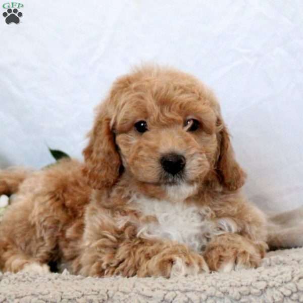 Graham, Mini Goldendoodle Puppy