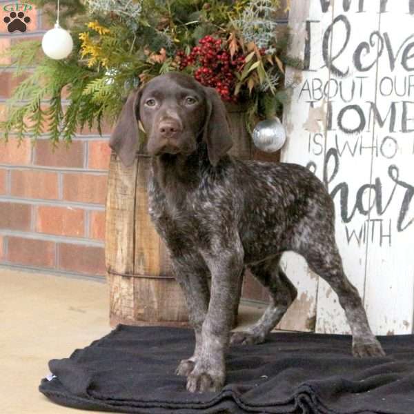 Grace, German Shorthaired Pointer Puppy