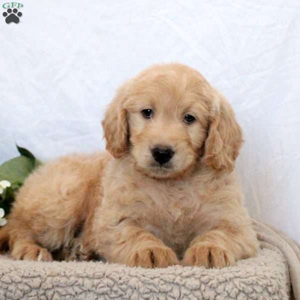 Griffin, Mini Goldendoodle Puppy